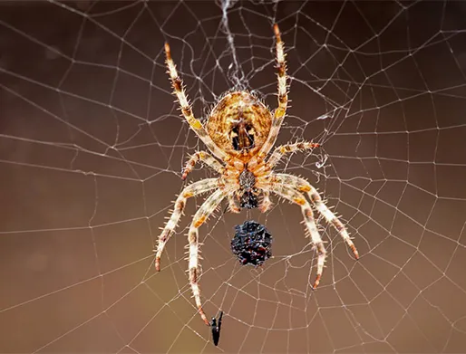 Dedetização de Aranhas em Taboão da Serra