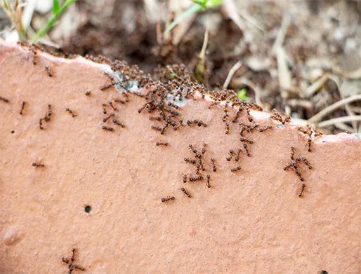 Dedetização de Formigas em Vinhedo