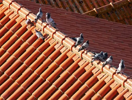 Dedetização de Pombos em Santana de Parnaíba